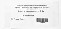 Sphaeria arctispora image